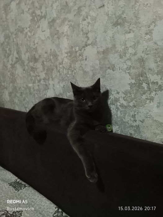 Отдам кошку бесплатно