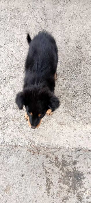 Отдам щенка  таксы (помесь) в хорошие руки