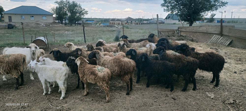 Кои овцы кои овцы