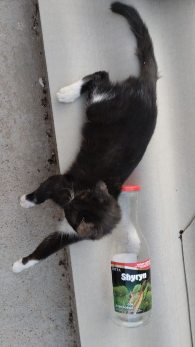 Отдаю котенка в добрые руки