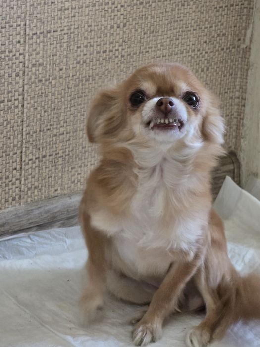 Груминг собак и кошек