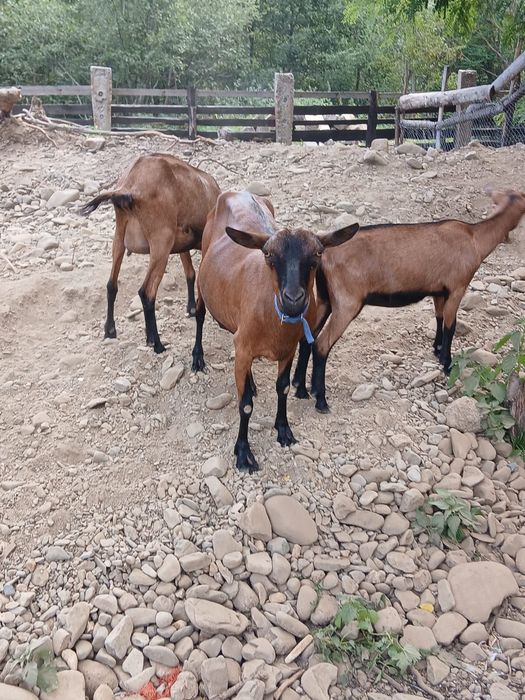 Capre din rasa Anglo-nubian și Alpina Franceză;Țap Anglo-nubian