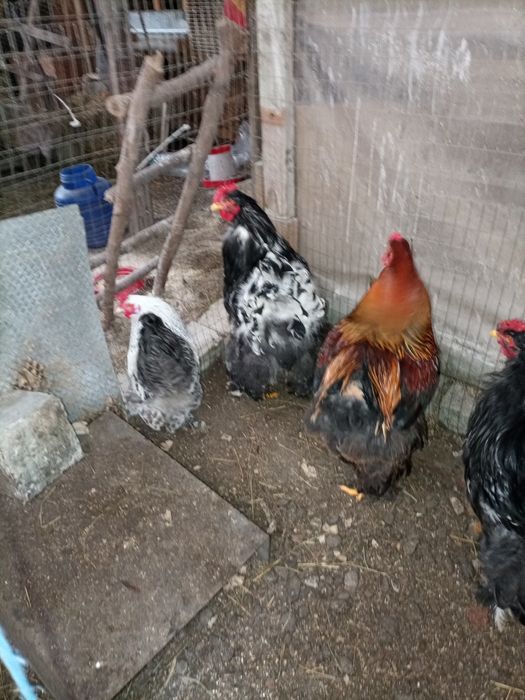 Găini și cocosi rase diferite