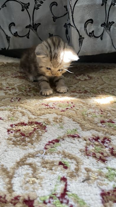 Котята скотиш страйт