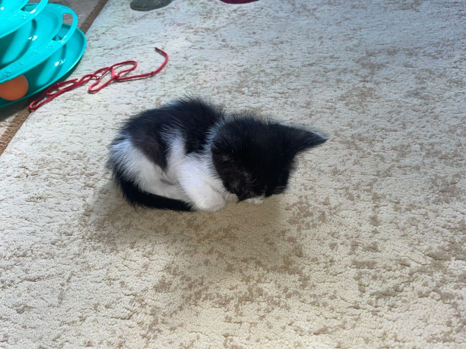 Отдам котят в добрые руки