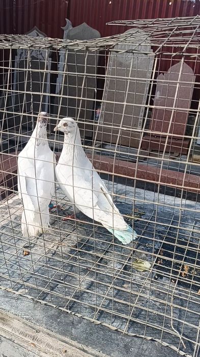 Голуби гульвадамы пара