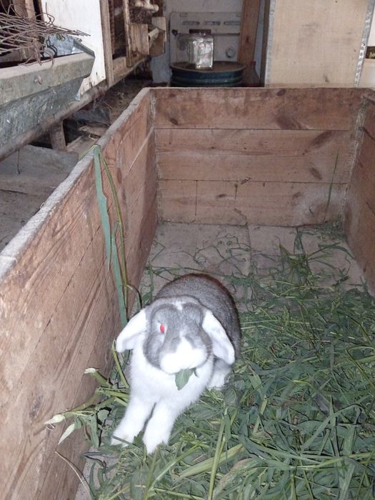 Продаются карликовые кролики.