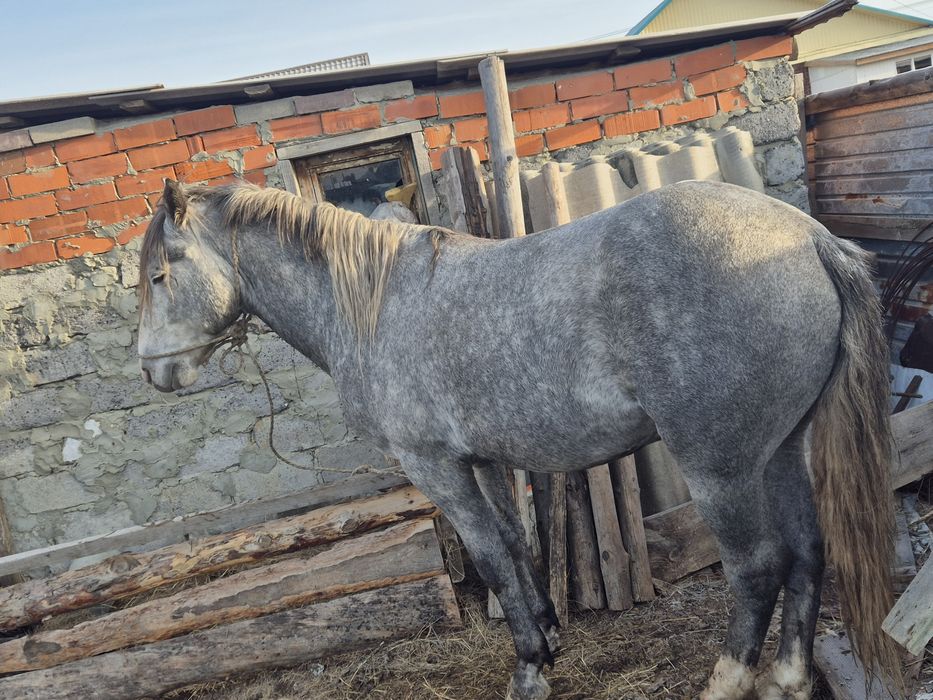 Продам Жеребец орловец