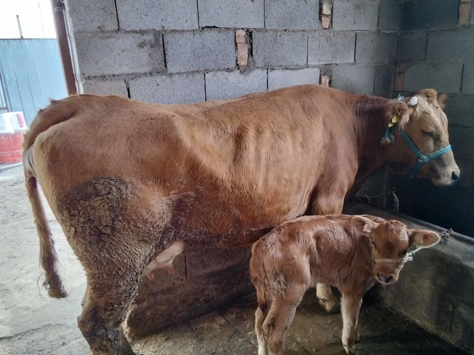 1-ші тума жас сиыр