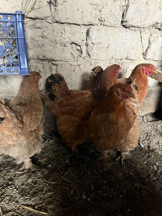Куры домашние куры