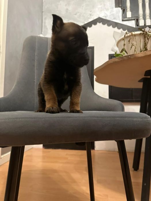 Щенок бельгийской овчарки малинуа