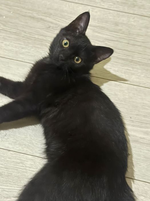 Котенок 3 месяца