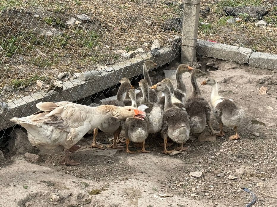 Продавам домашни гъсетА