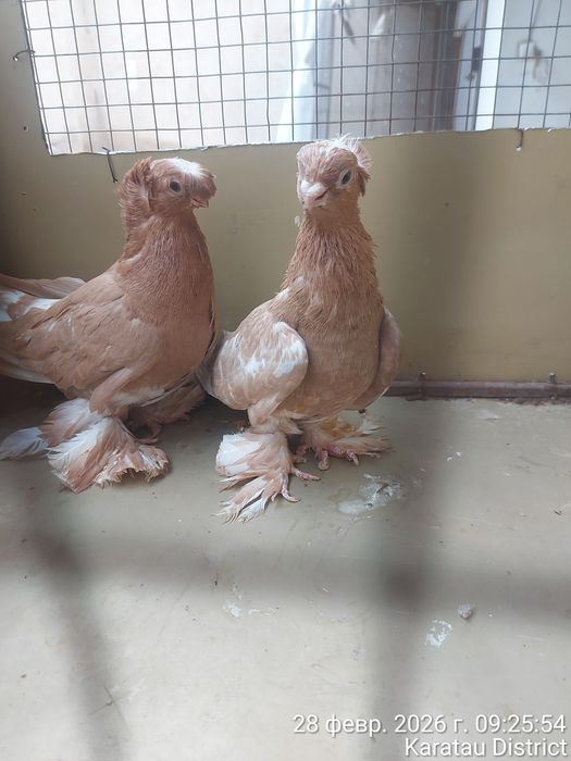 Голуби нават маладые