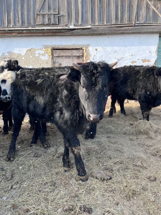 Продам телочек Ангус 7 голов, 3.5 млн