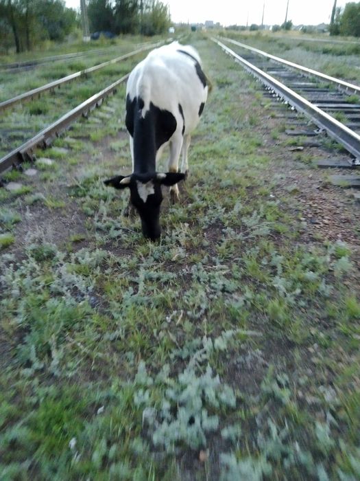 Продам корову с теленком