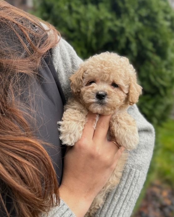 Мальтипу Ф_2 есть девочки и мальчики