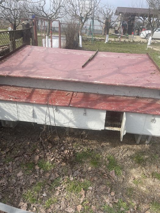 Vand custi iepuri