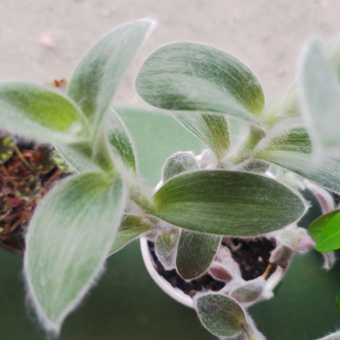 Продам комнатные цветы.