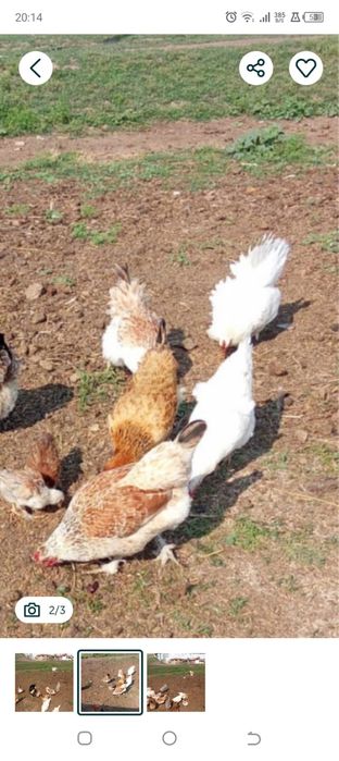 продам куриц домашних