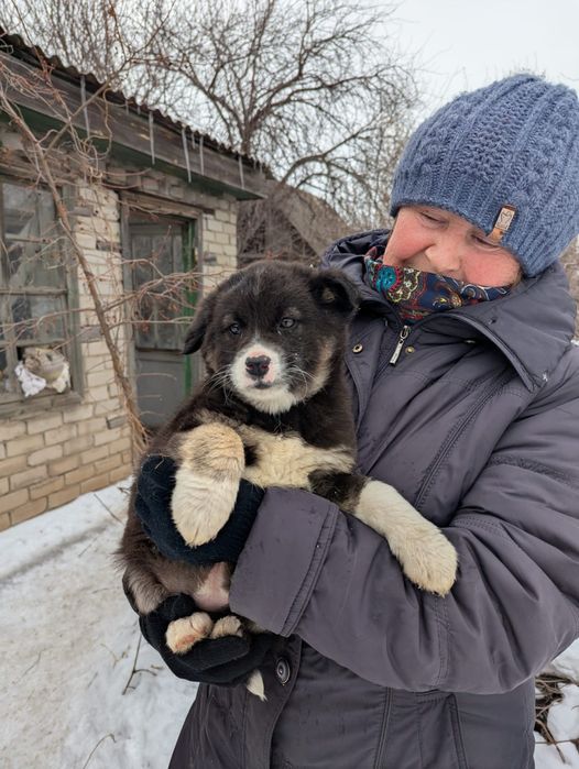 Щеночки в добрые руки