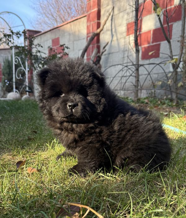 Прекрасные щенки чау чау