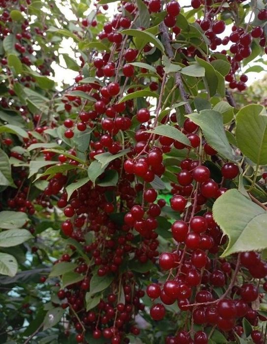 Продам Черëмуху вкусную