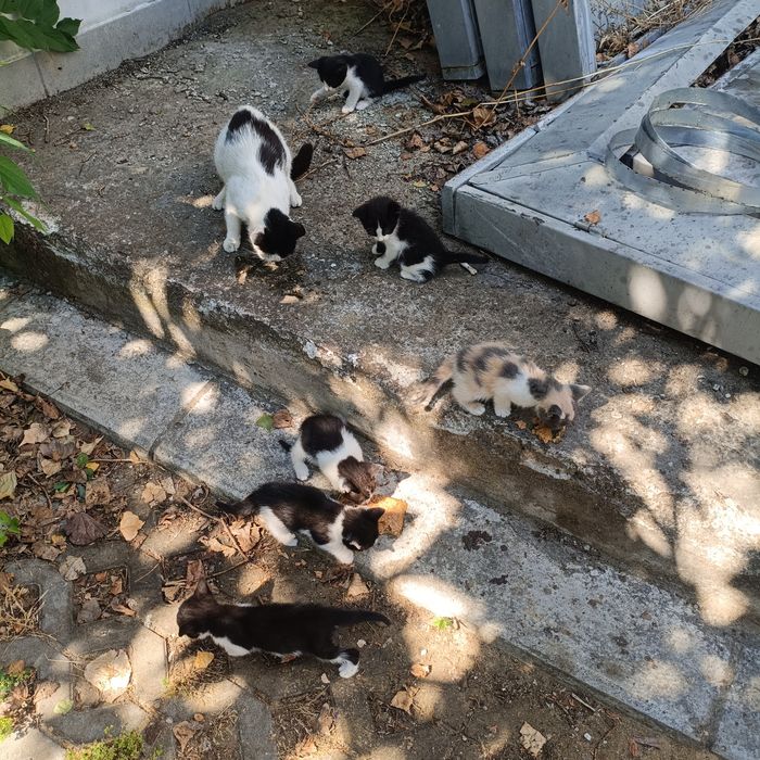 Котенца за подаряване