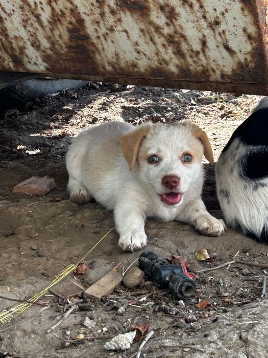 Кученца -подаряват се