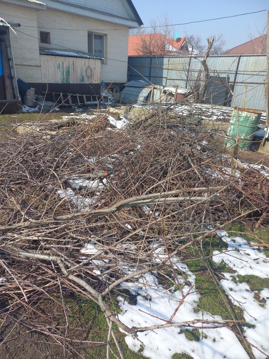 Ветки от обрезанных яблонь