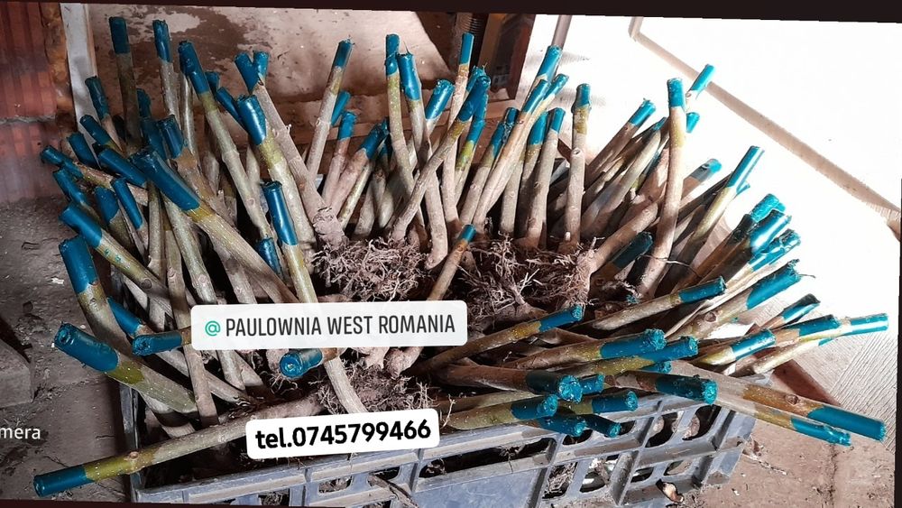 Copacei și butași Paulownia,creștere rapidă direct din pepinieră