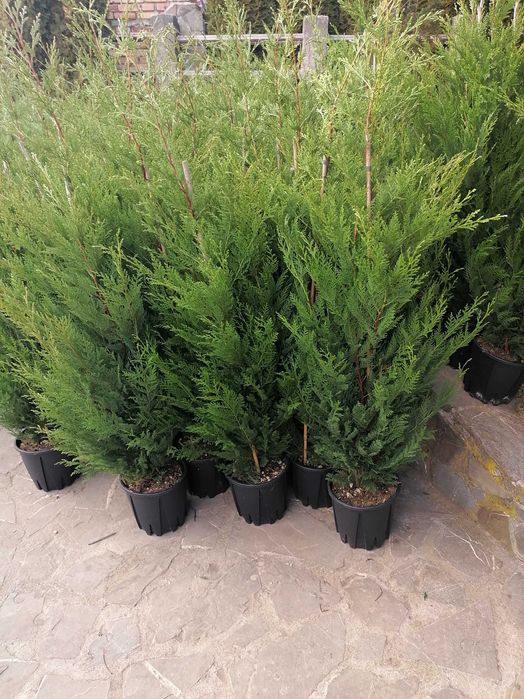 Mesteacăn, Magnolie, Brazi, Tuia, Catalpa, Prunus.