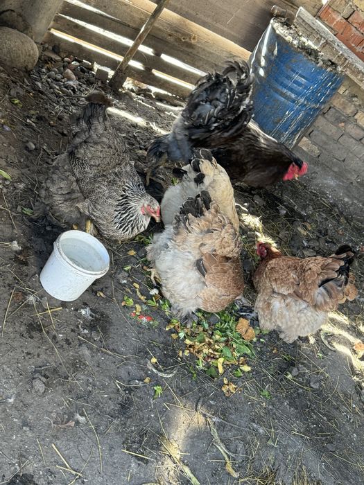 Продам курей брамы