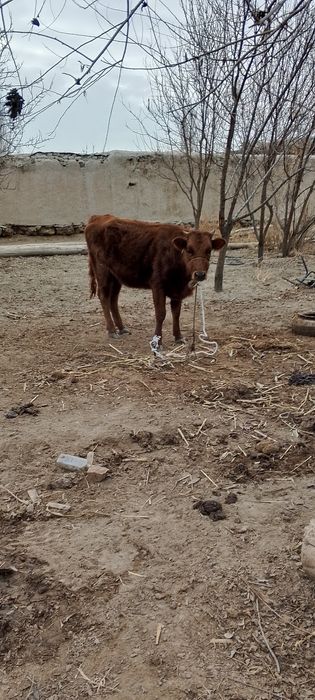 Семиз кашар бар саиылатын