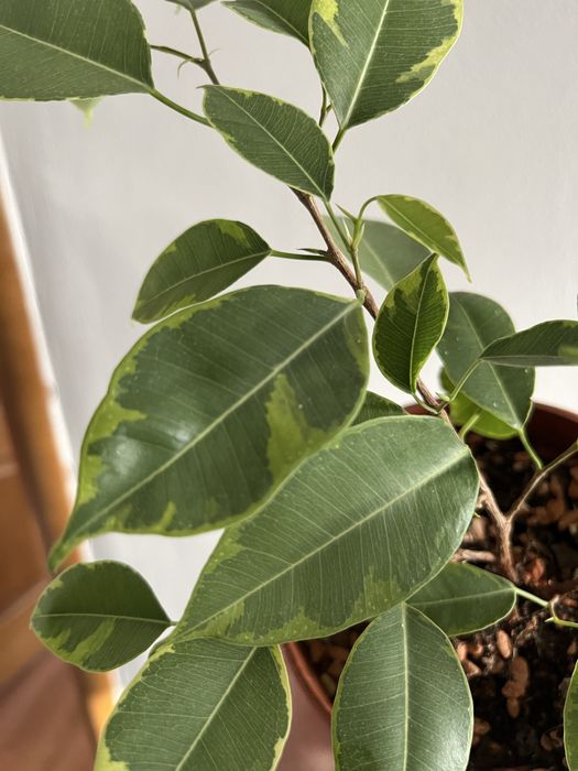 Фикус Бенджамина Реджинальд