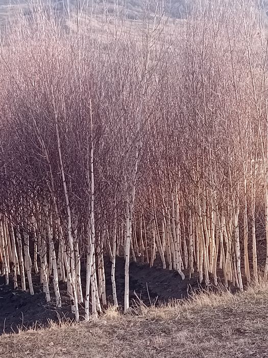 Vând mesteacăn alb ornamental