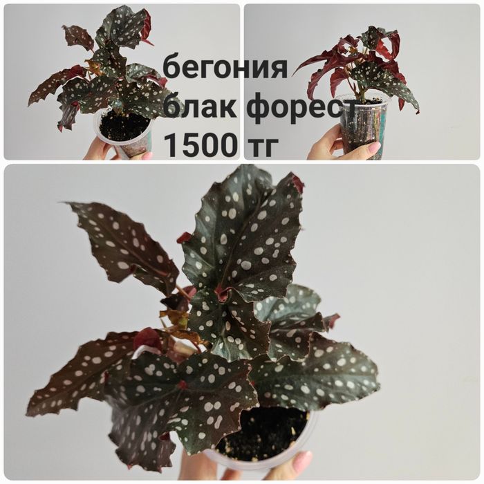 Бегония арабиан сансет, maurice amay