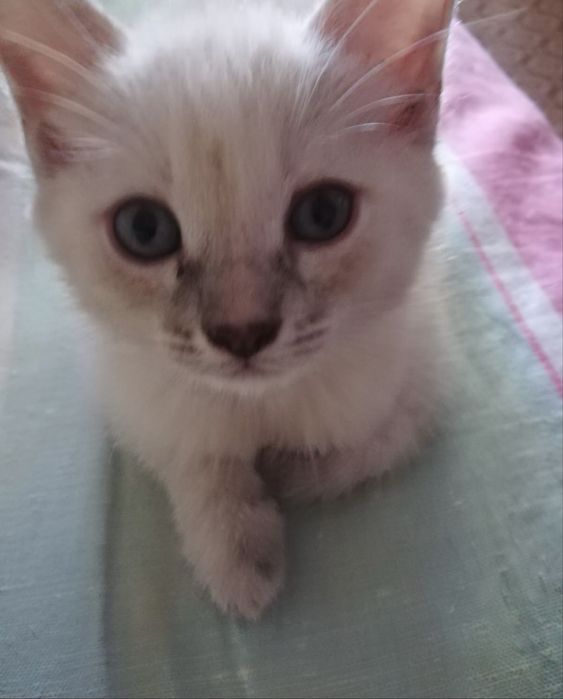 Отдам двух сиамских