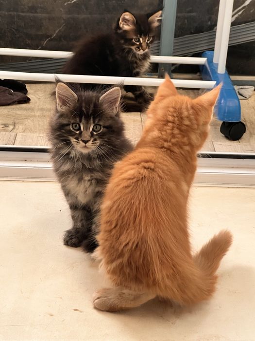 Котята Мейн кун полидактильные