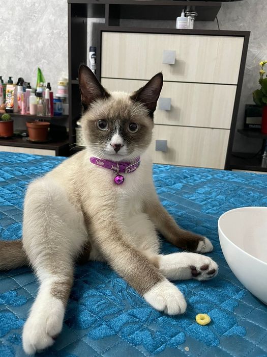 Отдаю котика в хорошие руки.