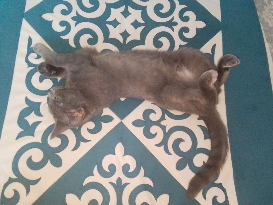 Отдам котенка в хорошие руки