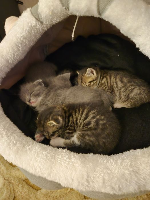 Отдам котят в добрые руки