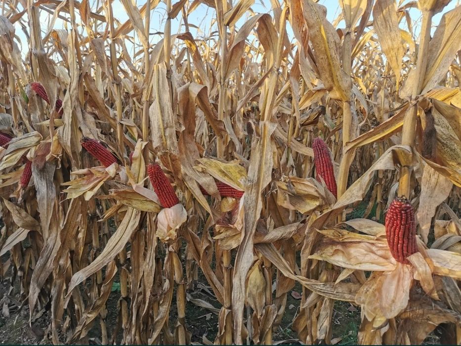 ‼️#️⃣‼️Semințe Porumb Roșu Certificat Bordeaux Cribs cu bobul mic‼️*️⃣