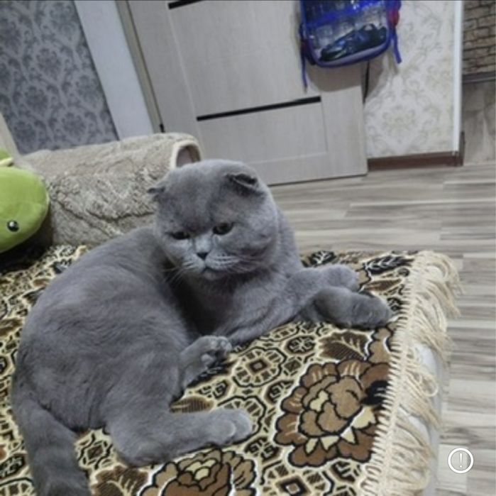 Животные 123 кошачки ₽&8 в наличие