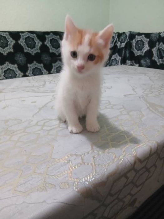 Раздаю дамашних котят в добрые руки