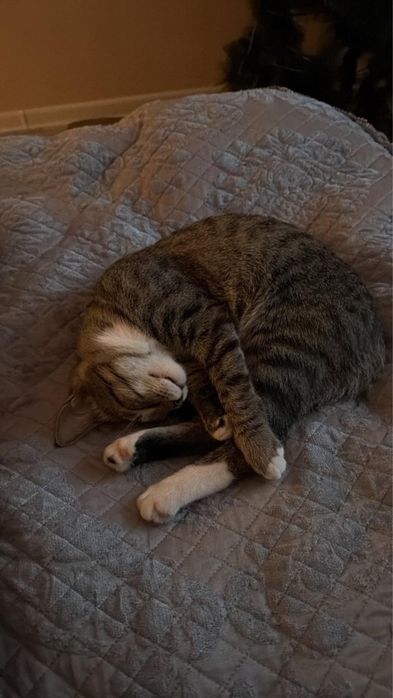 Отдам кота, кошка