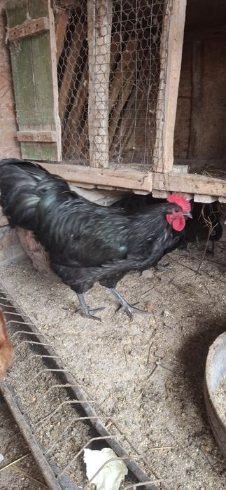 Cocosi Australop negru