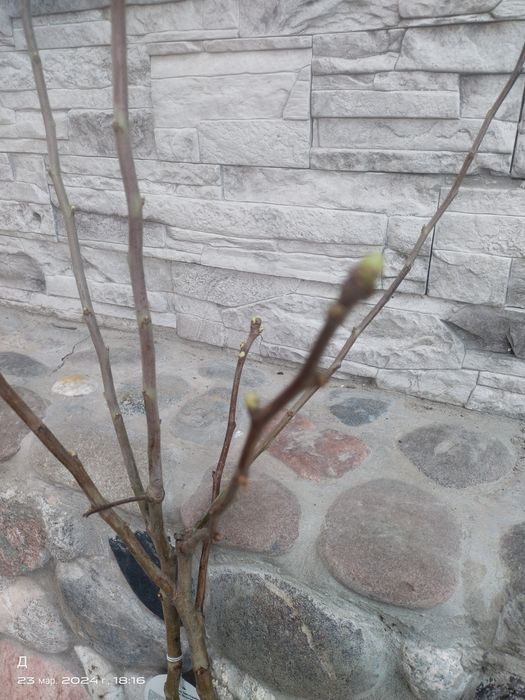 Яблони декоративные Мэджик Бренди