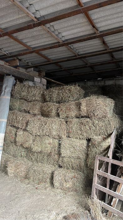 Жусан аралас тук