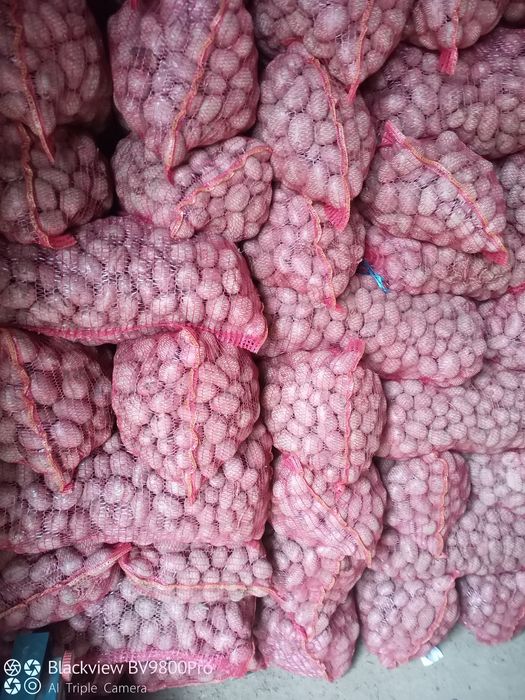 Cartofi de sămânță roși și albi